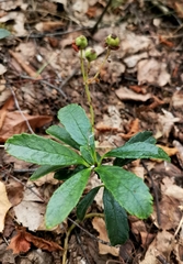 Chimaphila umbellata