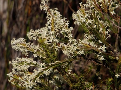 Struthiola