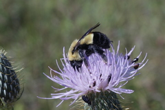 Bombus affinis