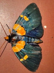 Egybolis vaillantina