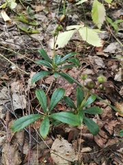 Chimaphila umbellata