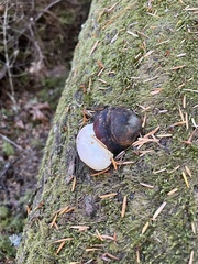 Fomitopsis pinicola