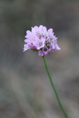 Armeria maritima elongata
