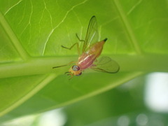 Bactrocera xanthodes