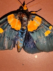 Egybolis vaillantina