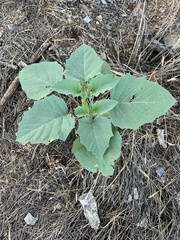 Datura discolor