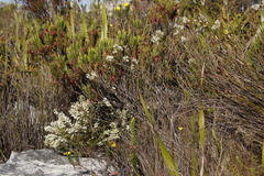 Struthiola
