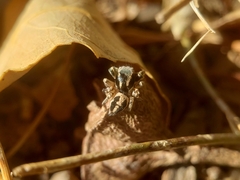 Habronattus pyrrithrix