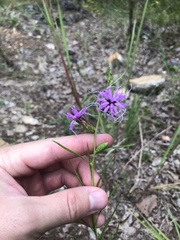 Liatris cylindracea