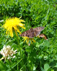 Apyrrothrix araxes