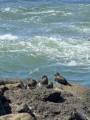 Arenaria melanocephala