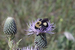 Bombus affinis