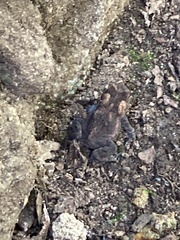 Anaxyrus americanus