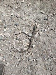 Elgaria multicarinata