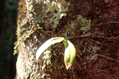 Drymoanthus adversus