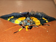 Egybolis vaillantina