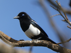 Pica mauritanica