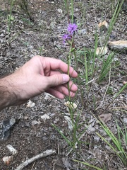Liatris cylindracea