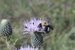 Bombus affinis