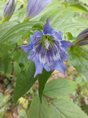 Gentiana asclepiadea