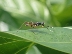 Micropezidae