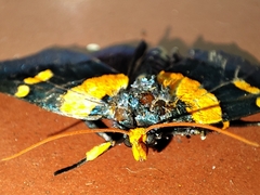 Egybolis vaillantina