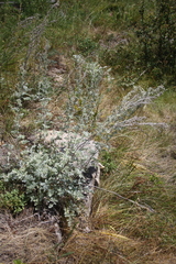 Artemisia absinthium