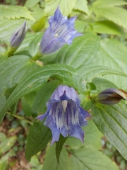 Gentiana asclepiadea