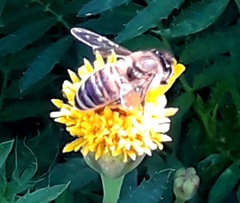Apis mellifera