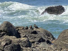 Arenaria melanocephala