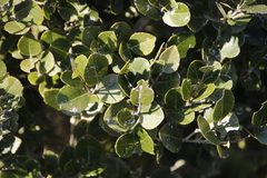 Olea