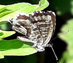Cacyreus marshalli