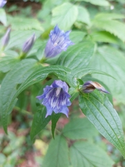 Gentiana asclepiadea