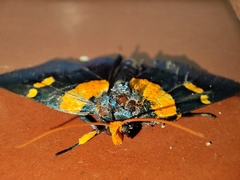 Egybolis vaillantina