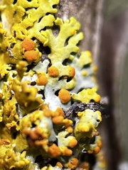 Tremella xanthomendozae
