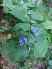 Gentiana asclepiadea