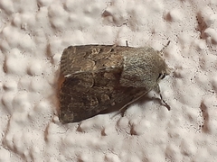 Luperina testacea