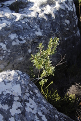 Searsia