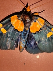 Egybolis vaillantina