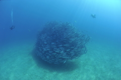 Caranx sexfasciatus