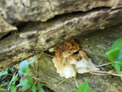 Ductifera pululahuana