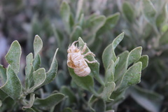 Platypleura arabica