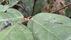 Mantodea