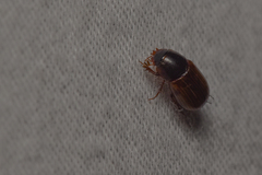 Aphodiini