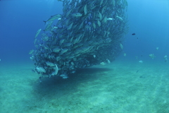Caranx sexfasciatus