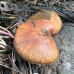 Suillus granulatus