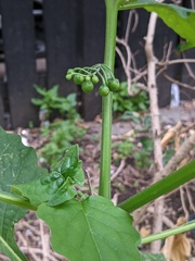 Solanum