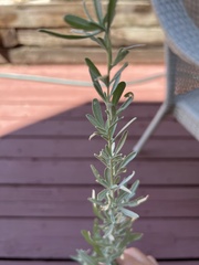 Atriplex canescens