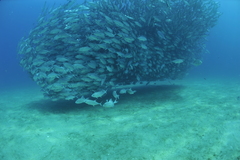 Caranx sexfasciatus