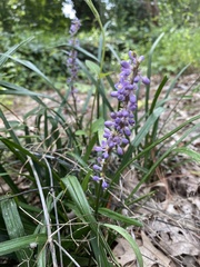 Liriope